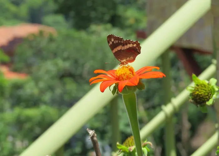 Rose House Manuel Antonio