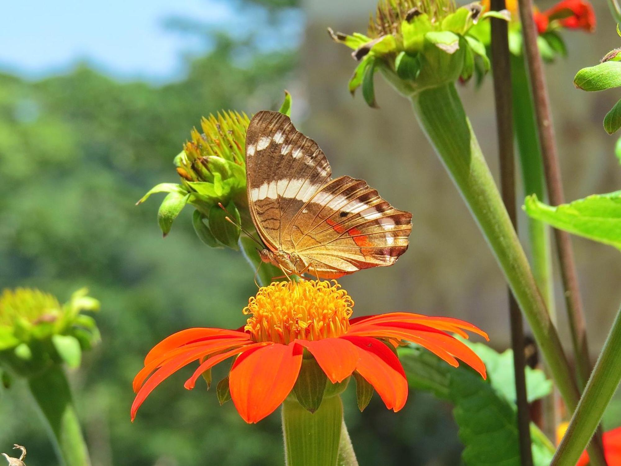 Rose House Manuel Antonio Apartment *